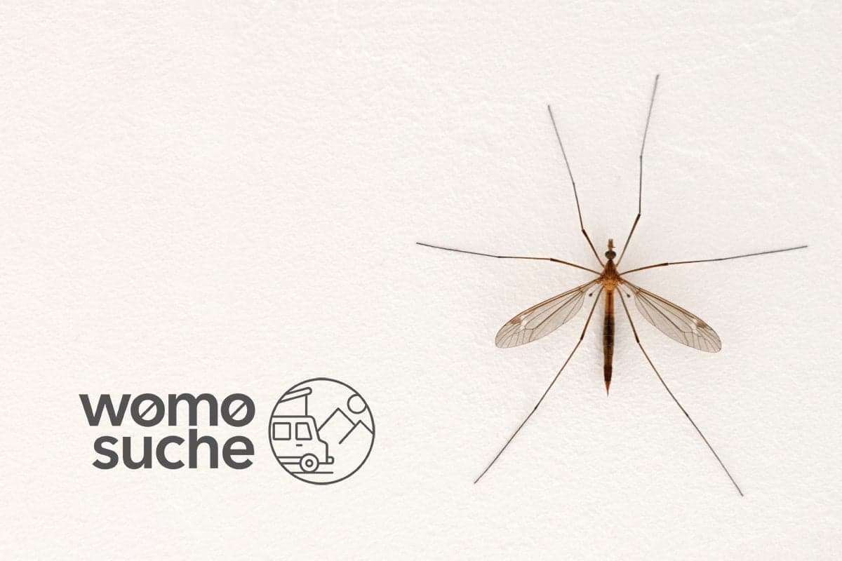 Mückenschutz beim Camping im Sommer - Tipps zur Vermeidung von Stichen