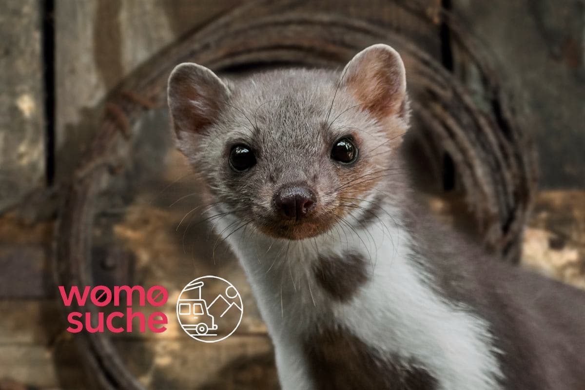 Was hilft gegen Marder im Wohnmobil?