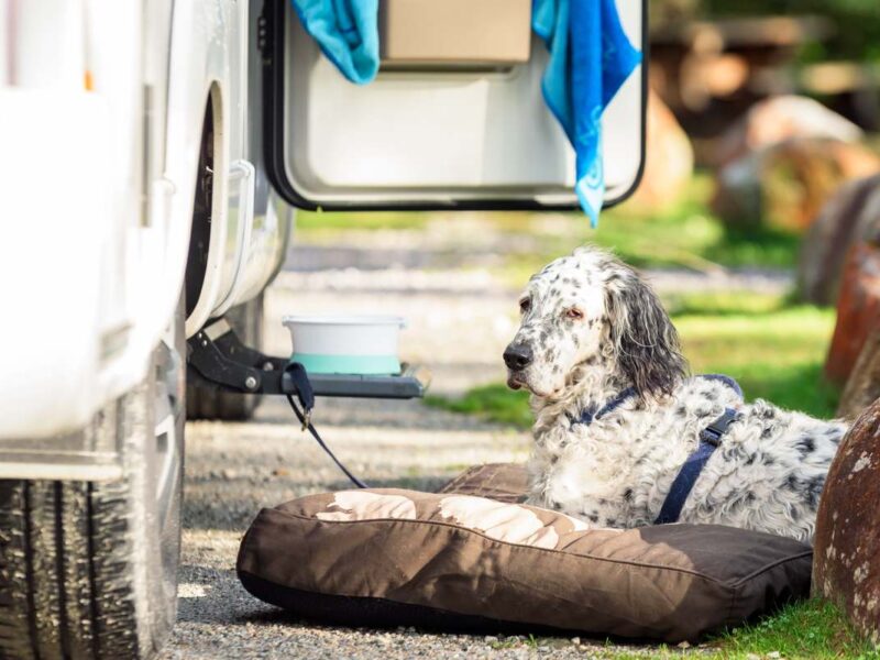 hundefreundlicher-campingplatz-wohnmobil