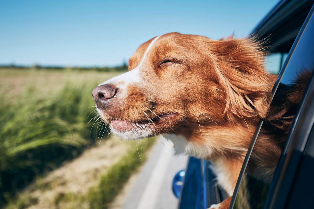 kristen Blive skør kalligraf Urlaub mit Hund - Checkliste für eine gelungene Reise im Wohnmobil