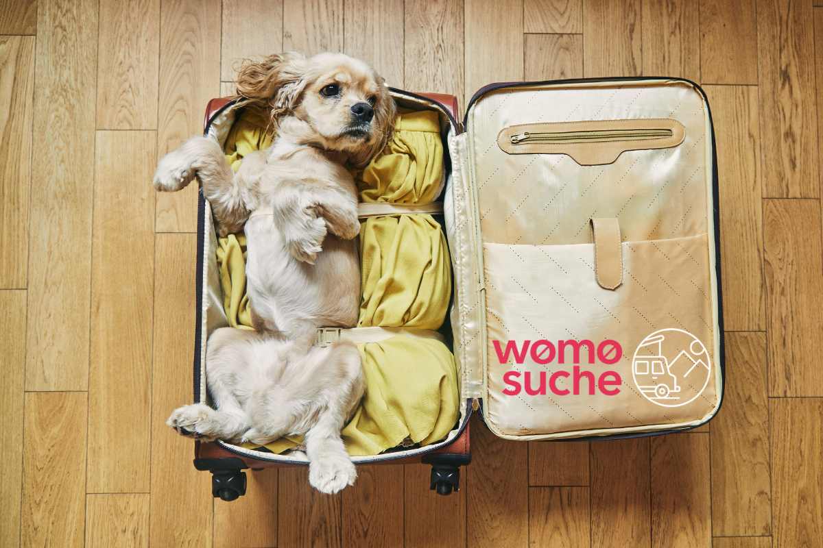 Hund im Koffer und Logo